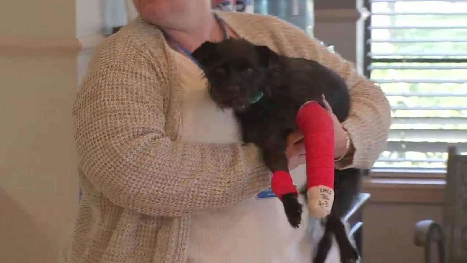 Dog thrown over fence and abandoned in Tomball ABC13 Houston